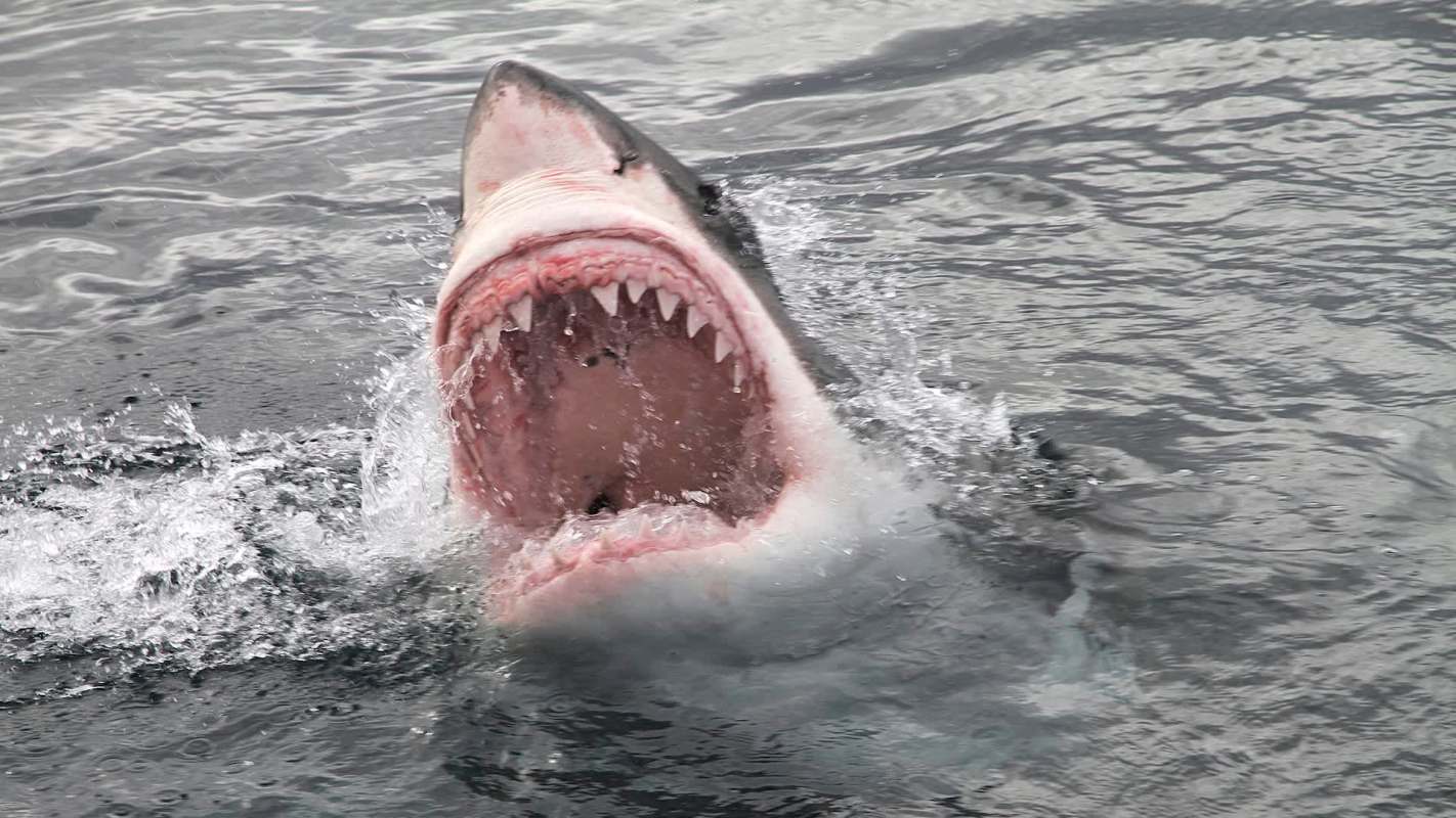 A great white shark emerging from the water with its mouth wide open, surrounded by splashing waves.