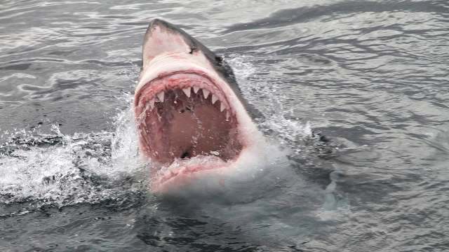 A great white shark emerging from the water with its mouth wide open, surrounded by splashing waves.