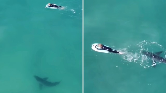 A boy surfing with a great white shark nearby.