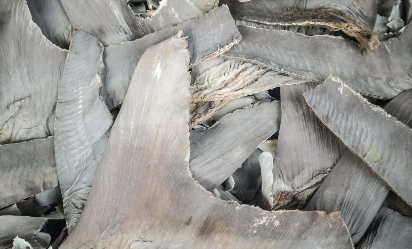 A close-up of overlapping, dried shark fins with a textured, gray surface.