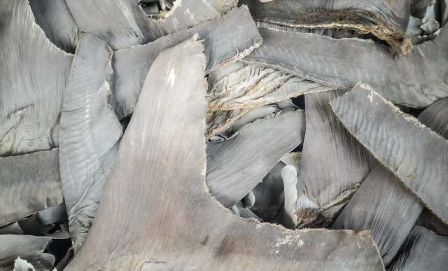 A close-up of overlapping, dried shark fins with a textured, gray surface.