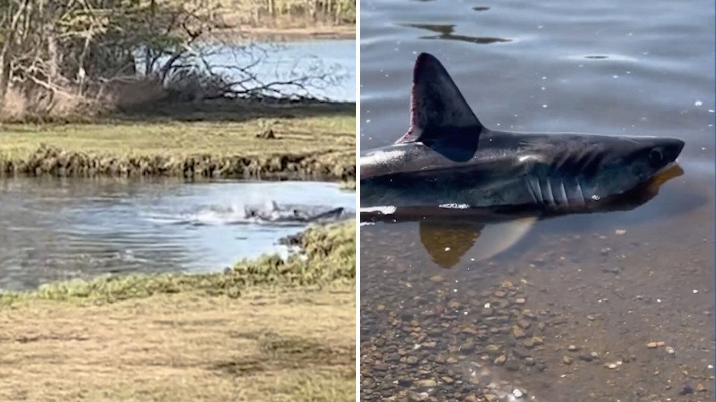 A shark in Rhode Island.