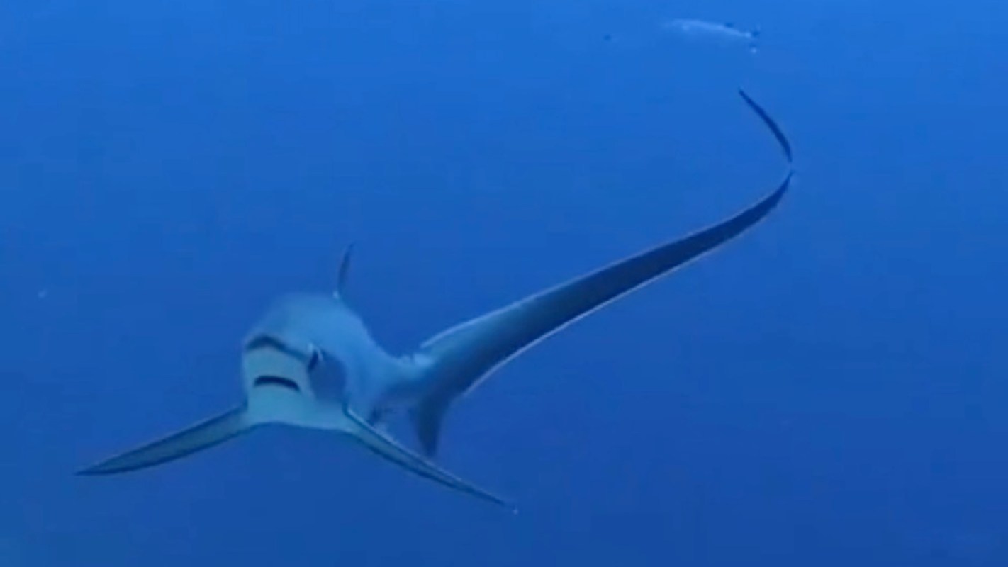 A thresher shark glides through deep blue ocean waters, showcasing its unique head shape and long tail.