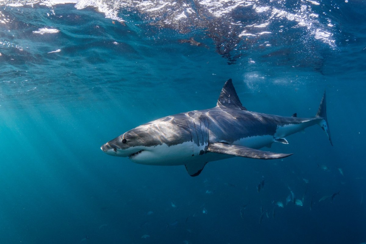 A great white shark in the water.