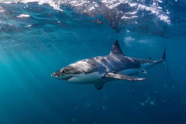 A great white shark in the water.