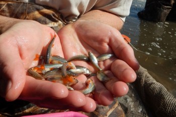 A person holds several small fish in their cupped hands, with water and bubbles visible in the background.