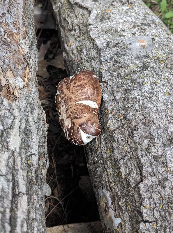Logs that have been inoculated with shiitake mushroom spores.