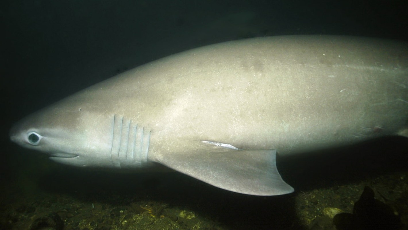 A close-up view of a shark with six gills swimming in dark underwater surroundings.