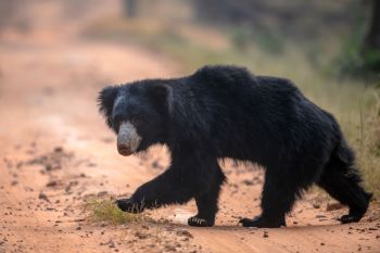 A sloth bear walking along a dirt path surrounded by grass and trees.
