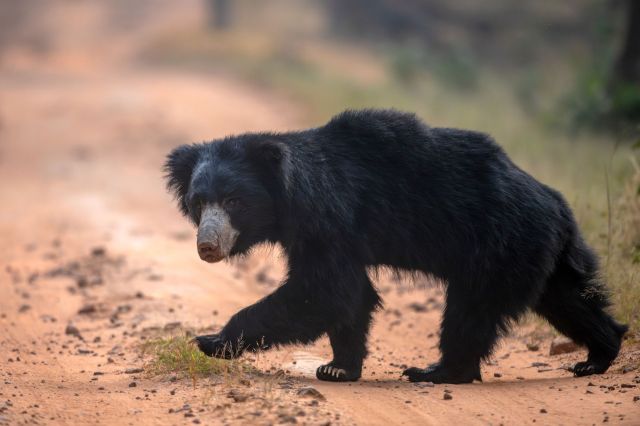 A sloth bear walking along a dirt path surrounded by grass and trees.