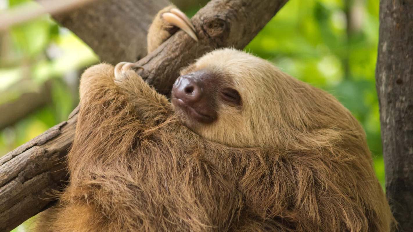 A close-up of a sloth resting on a branch with its eyes closed, surrounded by green foliage.