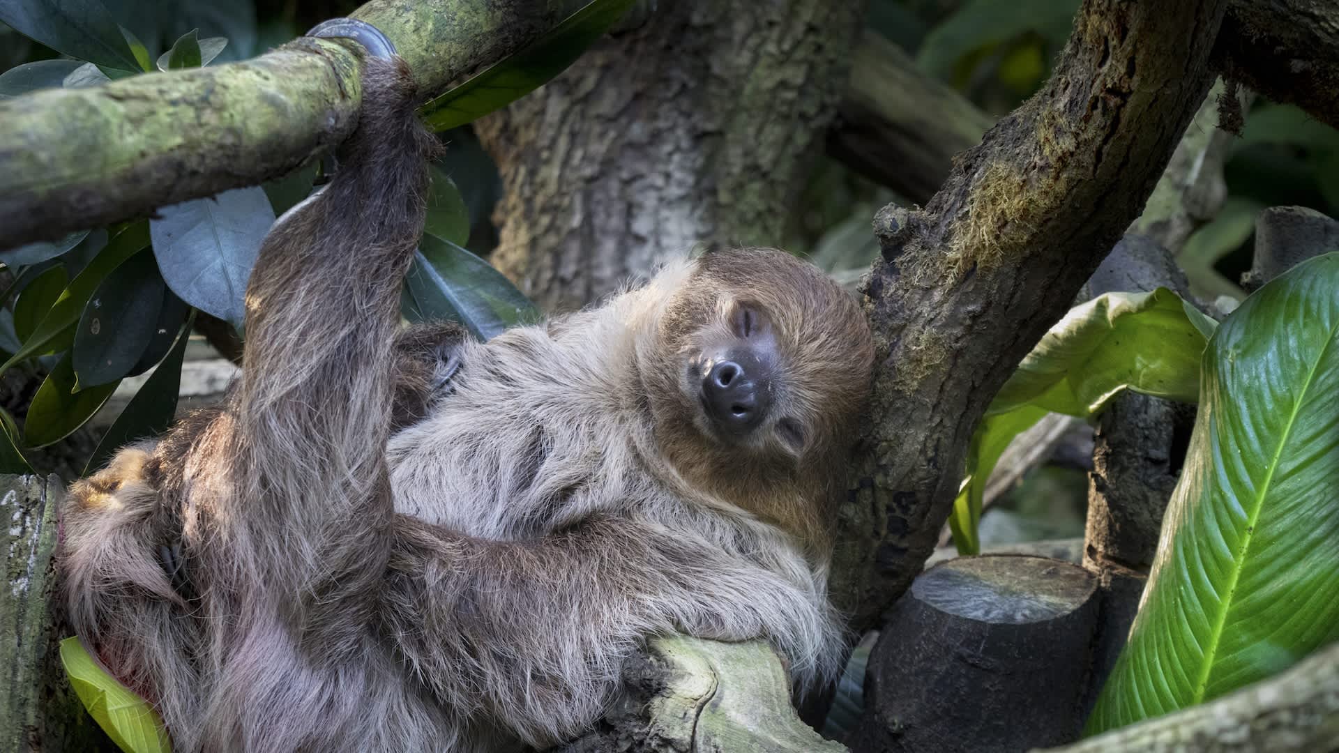 Florida zoo shares heartbreaking update about Dumpling, sloth rescued from failed theme park