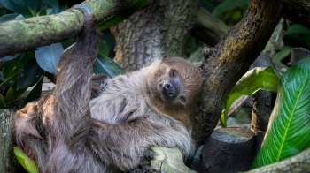 A sloth relaxing on a tree branch surrounded by green leaves and logs.