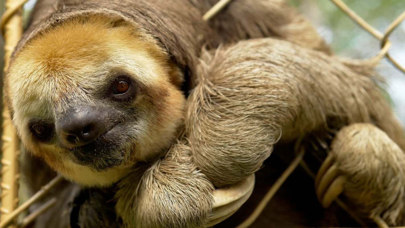 A close-up of a sloth hanging on a branch, showcasing its expressive face and long limbs.