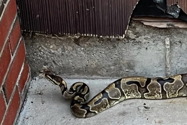 A snake slithering along concrete in a garage.