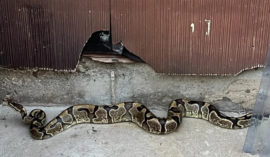 A large snake on a concrete floor.