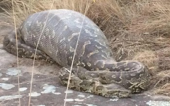 A snake after eating a large meal.