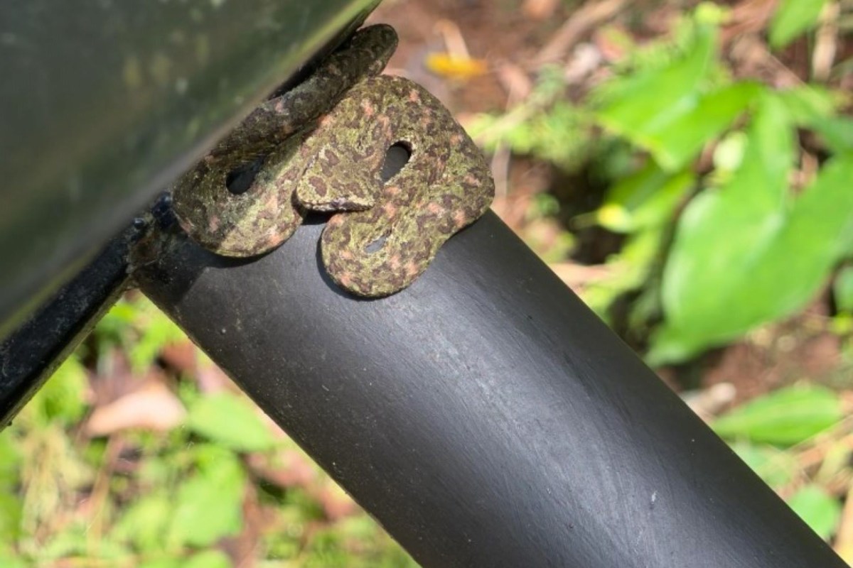 A camouflaged snake resting on a black pipe amidst green foliage.