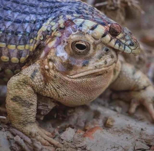 A close up of a dead snake with its jaws around a toad, which looks unbothered by the snake.
