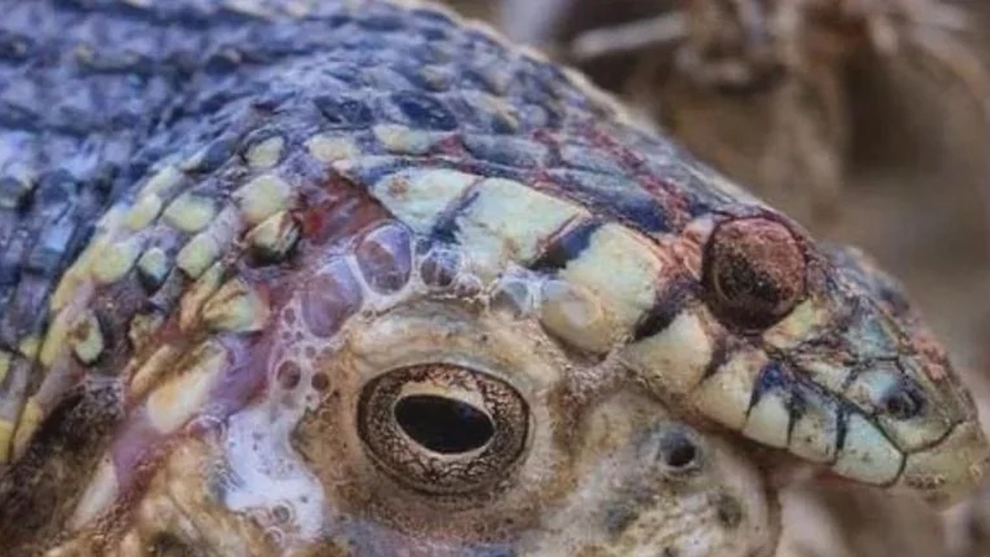 A close-up of a textured reptile head with vibrant colors and distinctive scales.
