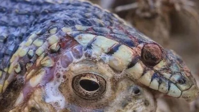 A close-up of a textured reptile head with vibrant colors and distinctive scales.