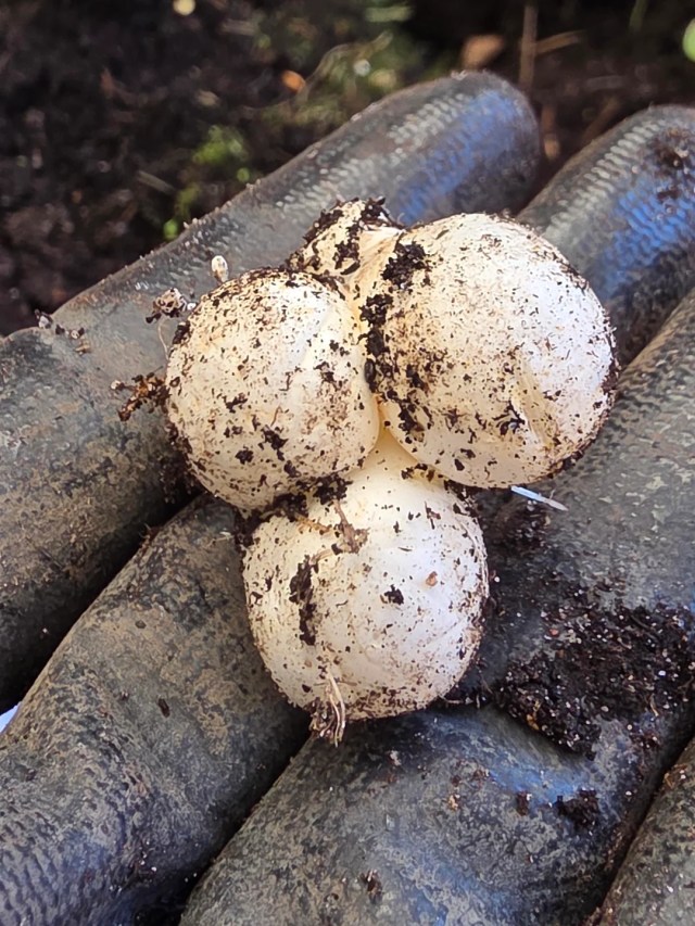 A gloved hand holding round white objects covered in dirt. 