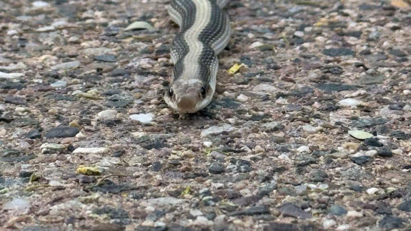 A striped snake on gravel.
