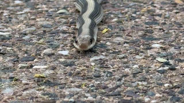 A striped snake on gravel.