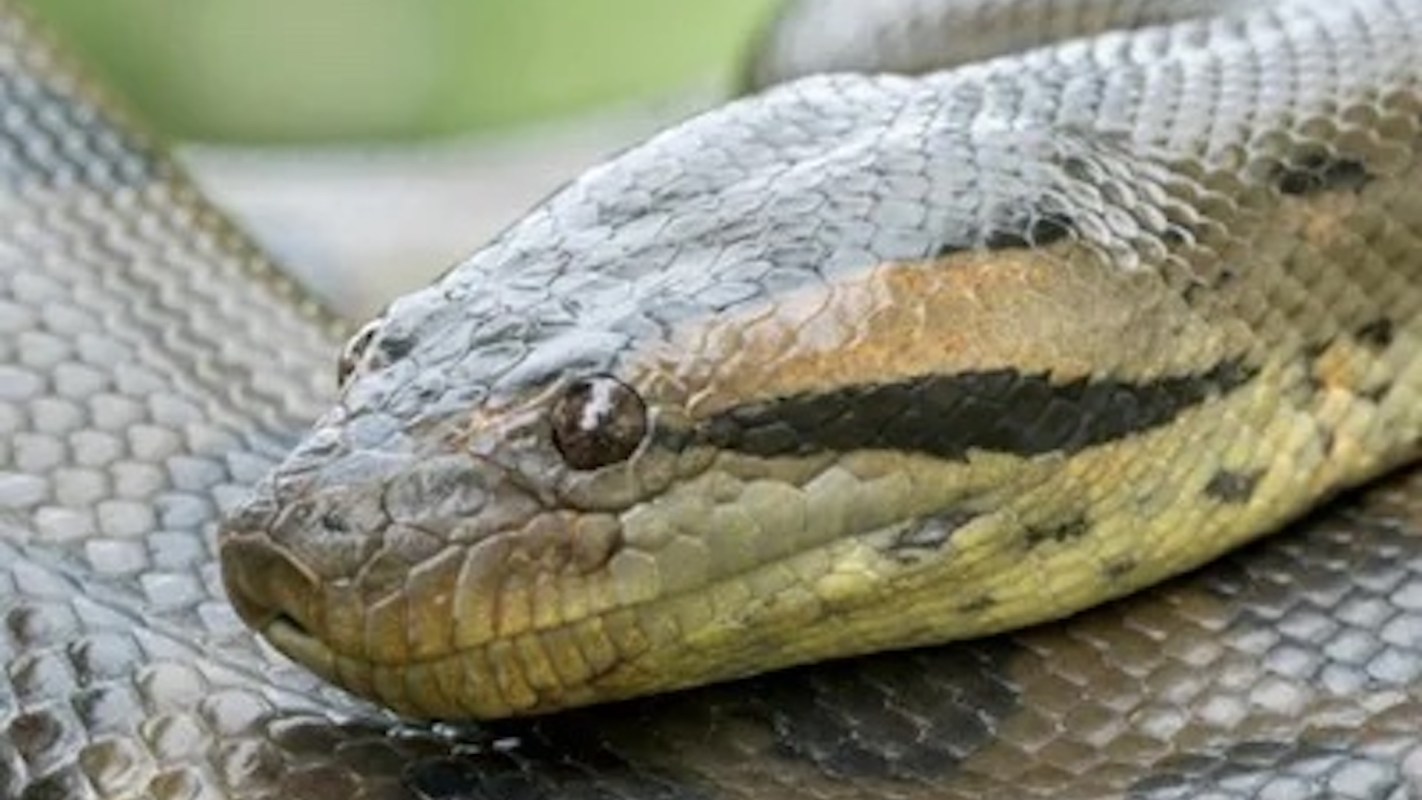 A close-up of a snake's head showing its scales and prominent eyes.