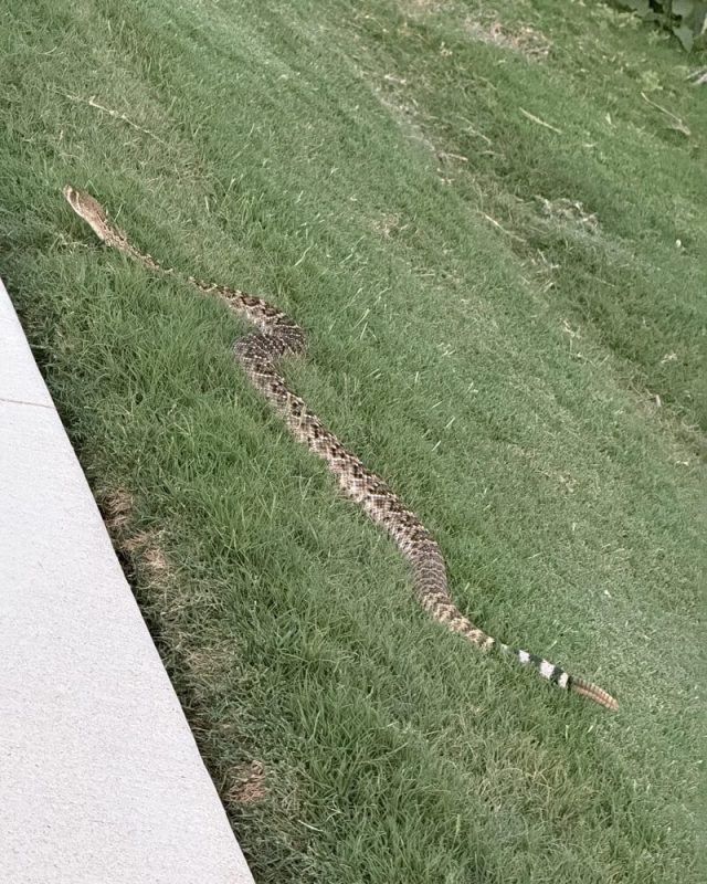 A Western diamondback rattlesnake.