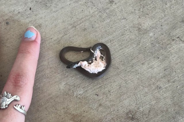 A small brown snake lies on a concrete surface beside a hand with colored nails.