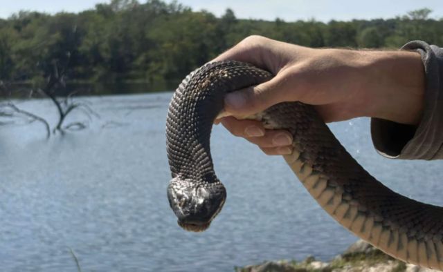 A person holds a large snake above a calm body of water with trees in the background.