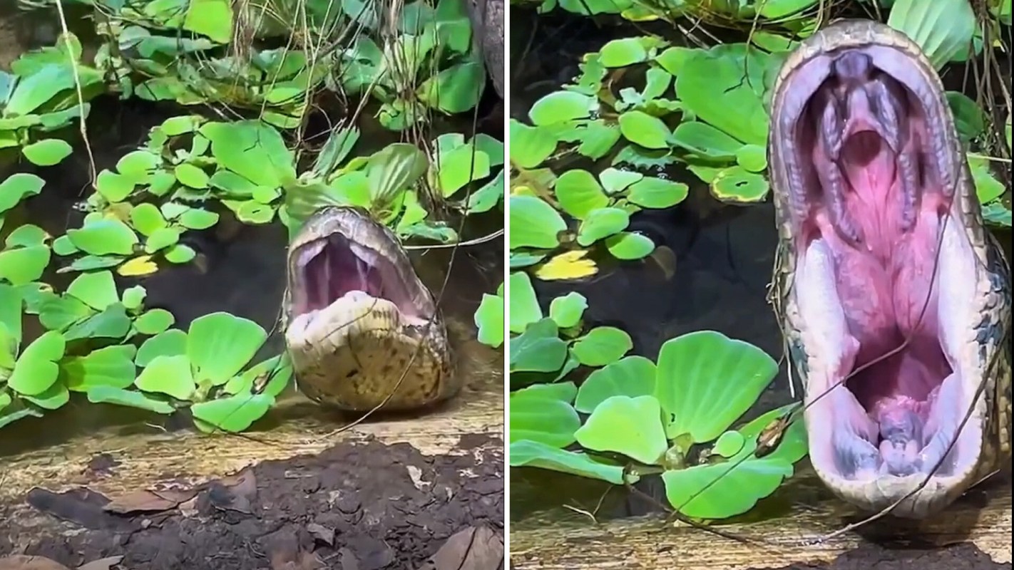 A large snake with its mouth wide open rests among lush green water plants near a shallow body of water.