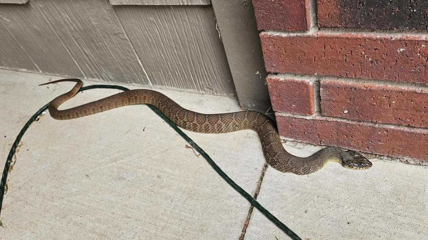 A long, brown snake slithers along a concrete surface next to a brick wall and a green cord.