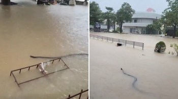 A flooded area with debris and a snake swimming through murky water.