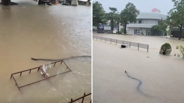 A flooded area with debris and a snake swimming through murky water.