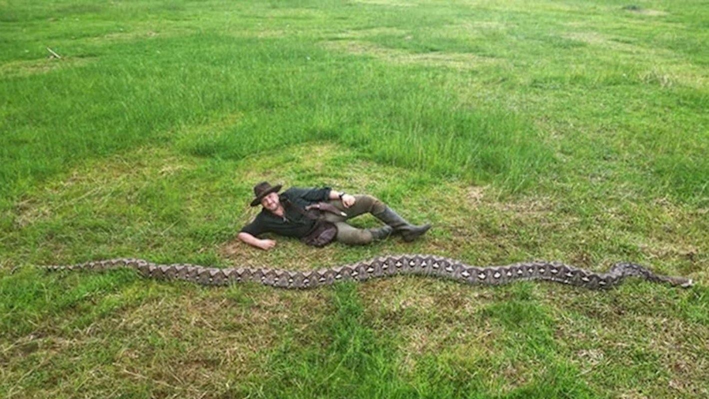A man lies on grass next to the world's longest wild snake in Indonesia.