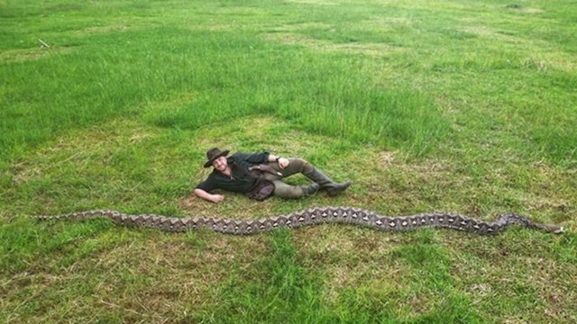 A man lies on grass next to the world's longest wild snake in Indonesia.