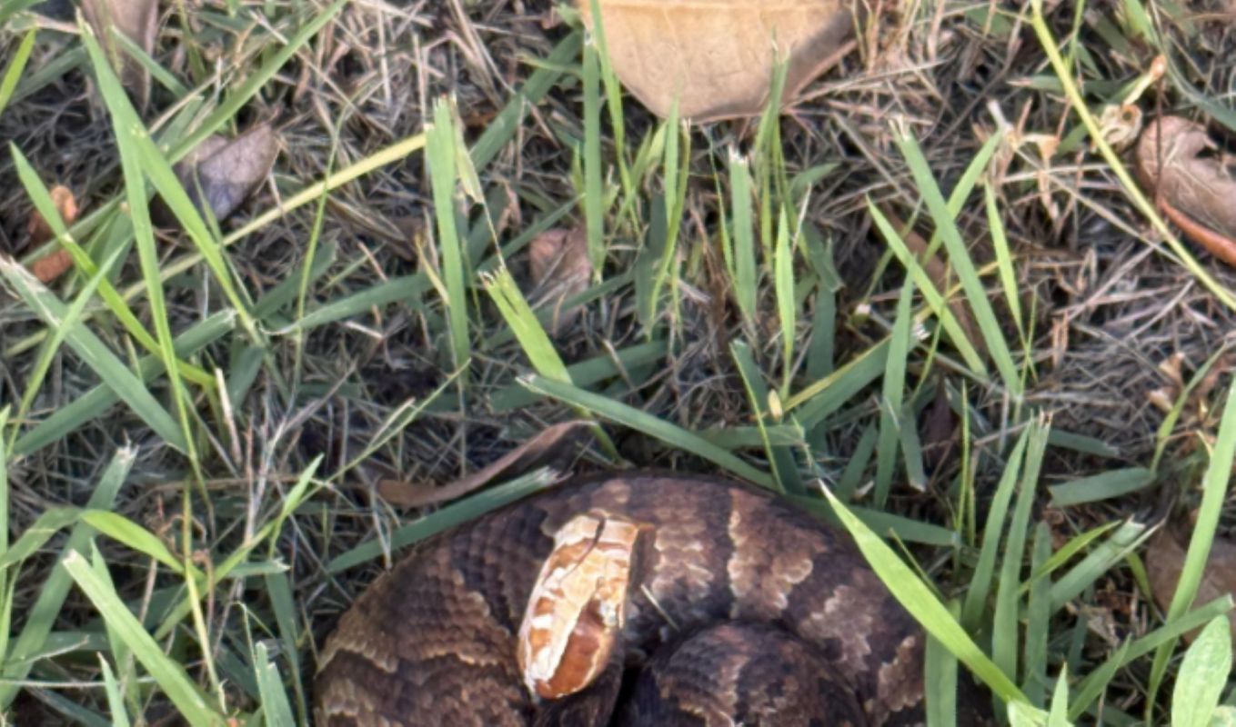 A coiled snake resting on green grass with scattered leaves around it.