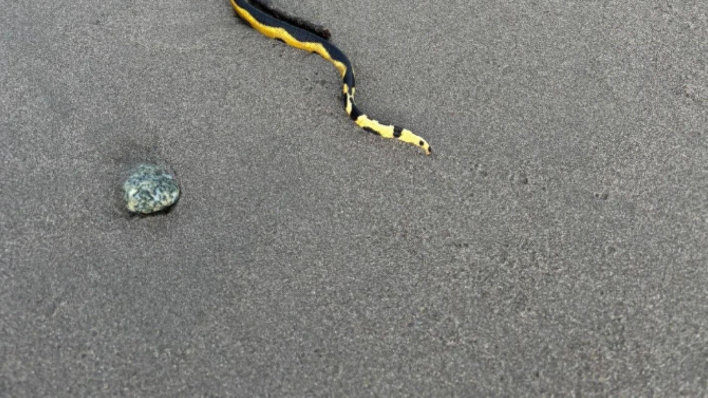 Part of a yellow and black snake on gray sand, near a small rock.