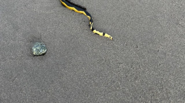 Part of a yellow and black snake on gray sand, near a small rock.