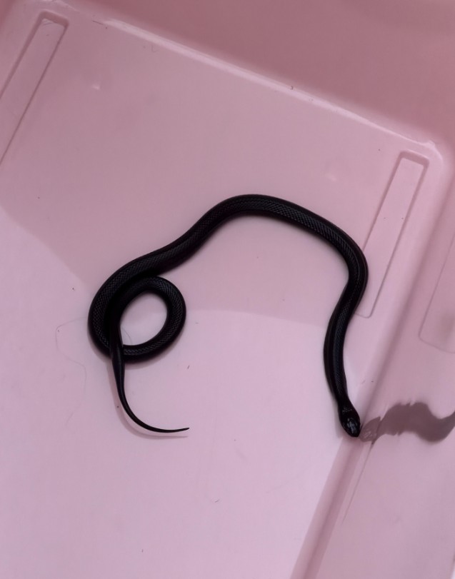 A black snake on a white surface.