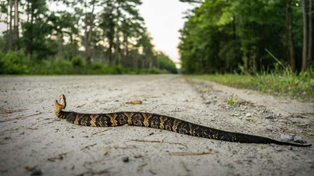 A northern cottonmouth snake with a raised head rests on a dirt road, surrounded by trees and greenery.
