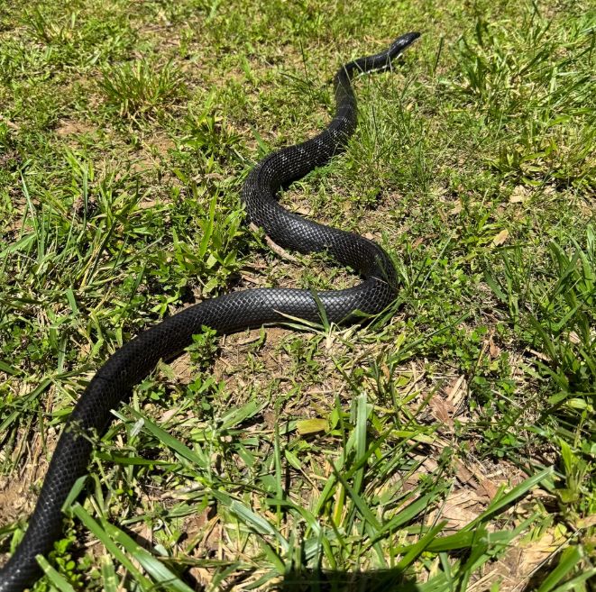 A black snake slithering through the grass.