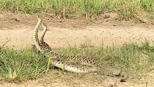 Two large snakes slithering in a grassy area beside a dirt path.