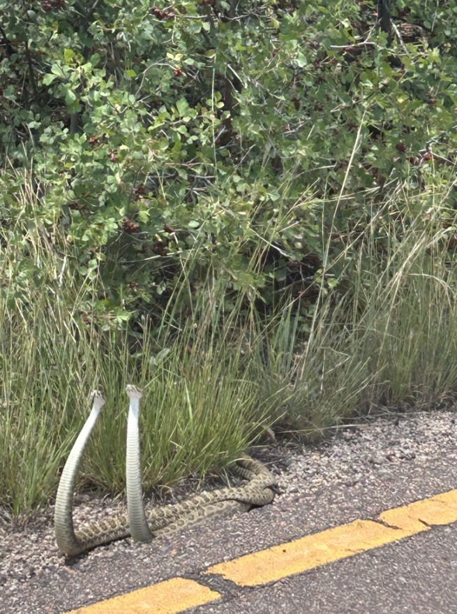 Two snakes partially wrapped around each other, with their heads raised.
