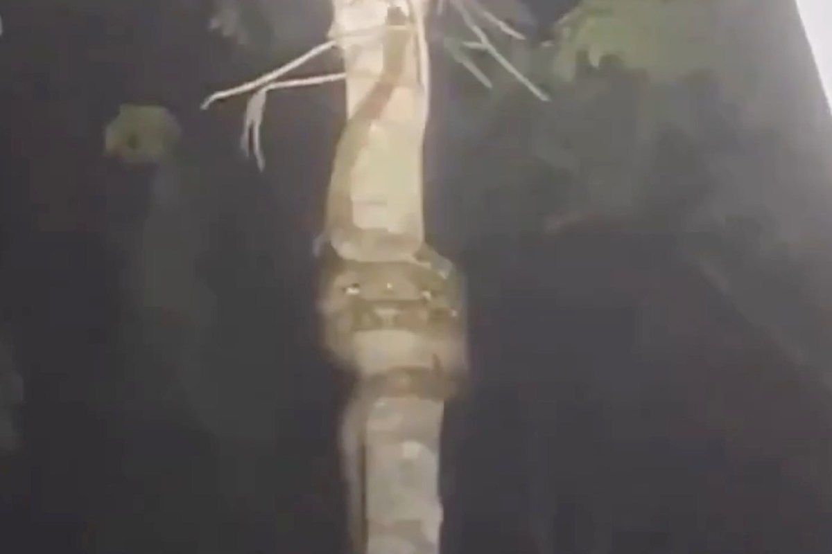 A large snake coiled around a tree trunk in a dark environment.