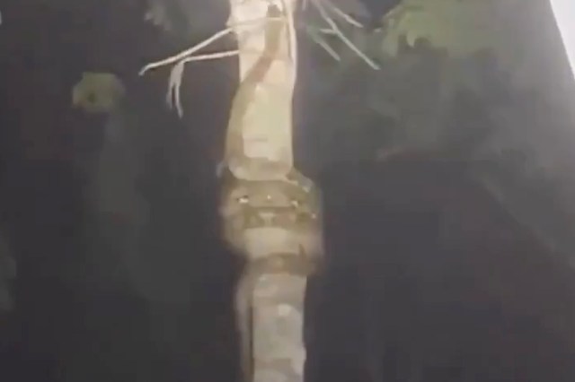 A large snake coiled around a tree trunk in a dark environment.
