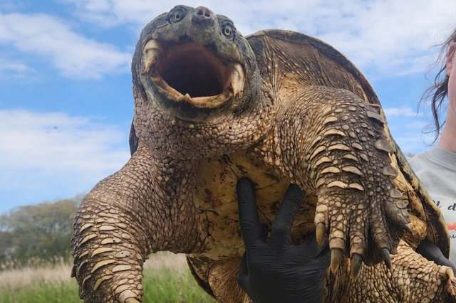 A person with gloved hands holds a large turtle against a backdrop of grass and blue sky.