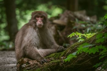 A monkey sitting on a moss-covered log in a green forest.